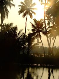 Sun shining through trees