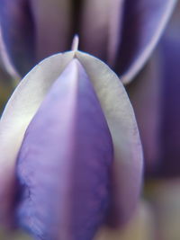 Close-up of flower against blurred background