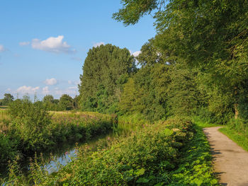 Scenic view of lake against trees in forest