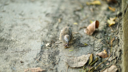 High angle view of a bird on wood