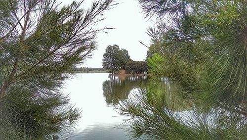 Reflection of trees in calm lake