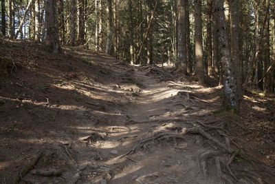 View of trees in forest