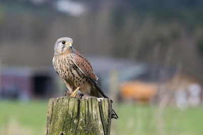 Male kestrel, falco tinnunculus, perched on a gate post