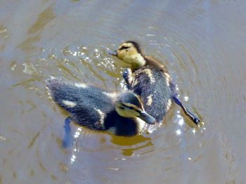 High angle view of duck swimming in lake