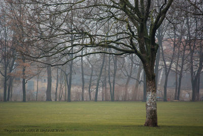 Bare trees on landscape