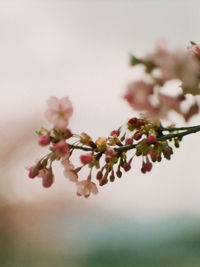 Close-up of cherry blossoms on tree