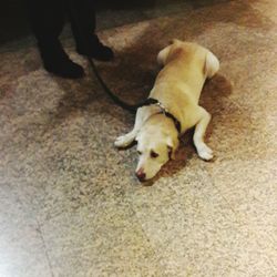 Low section of man with dog relaxing on floor