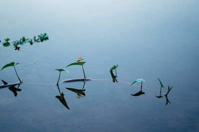 Plant with reflection of water in lake