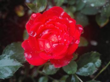 Close-up of wet red rose