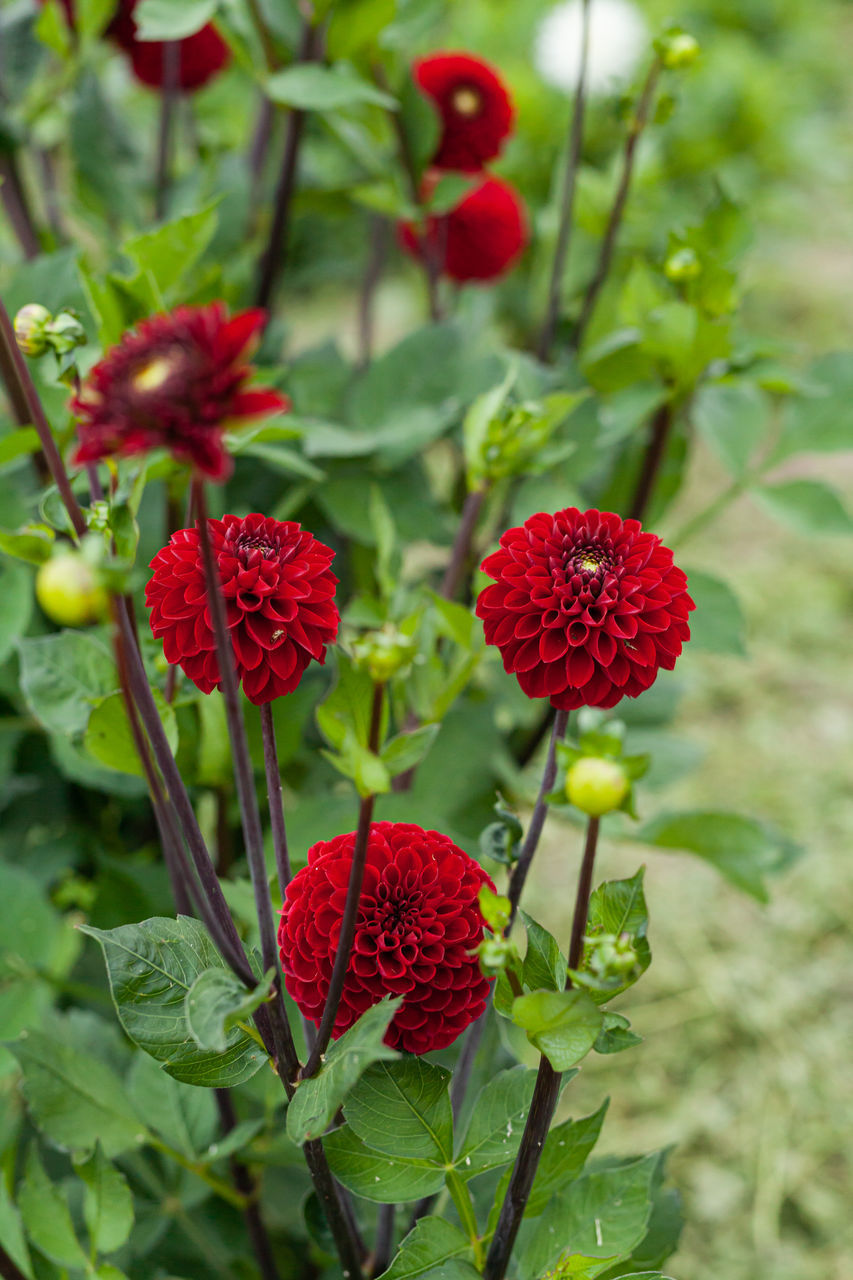 CLOSE-UP OF RED FLOWERS