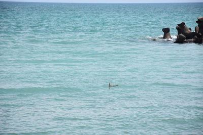 View of birds swimming in sea