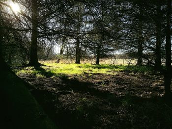 Full frame shot of trees against sky