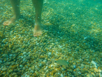 Low section of person swimming in sea