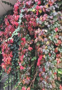 High angle view of pink flowering plants