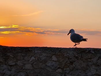 Seagull on rock by sea against sky during sunset
