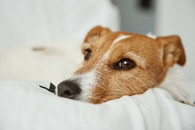 Dog sleeping and resting at the bed.