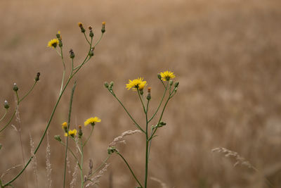 Close-up of yellow flowers