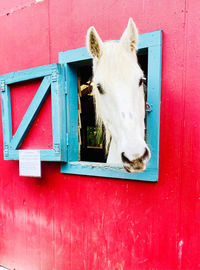 White horse, red barn