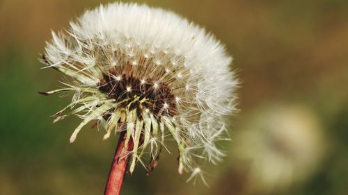 Close-up of wilted dandelion flower
