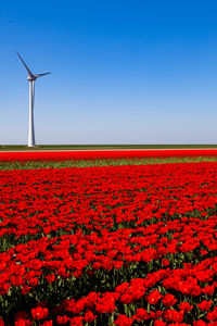 Red flowers on field against clear sky