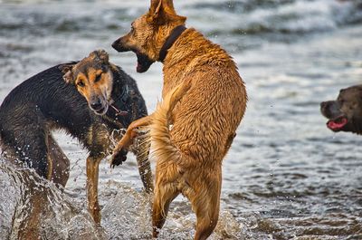 View of dogs in water