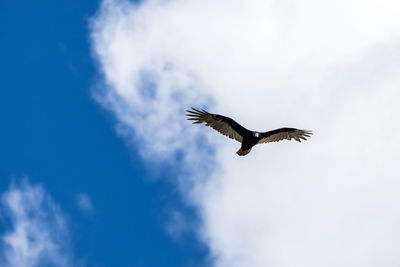 Low angle view of eagle flying in sky