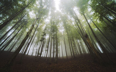 Low angle view of trees in forest