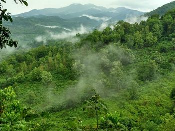 Scenic view of forest