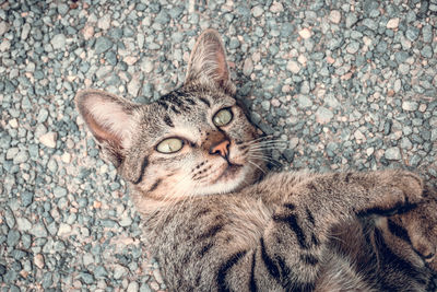 Close-up portrait of tabby cat