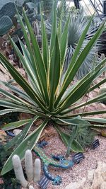 Close-up of succulent plant