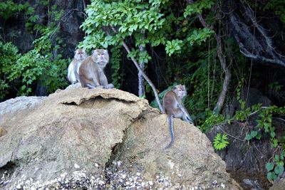 Monkey sitting on rock