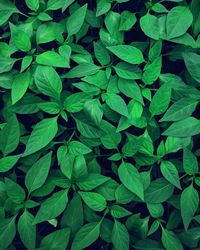 Full frame shot of green leaves