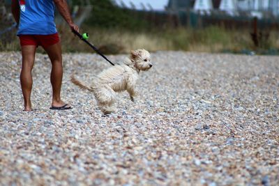 Side view of hairy dog on stones