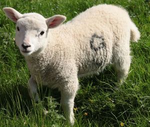 Sheep on grassy field