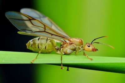 Close-up of weaver ant on leaf