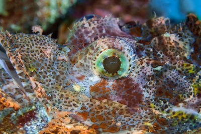 Close-up of fish swimming in sea