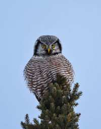 Northern hawk owl 