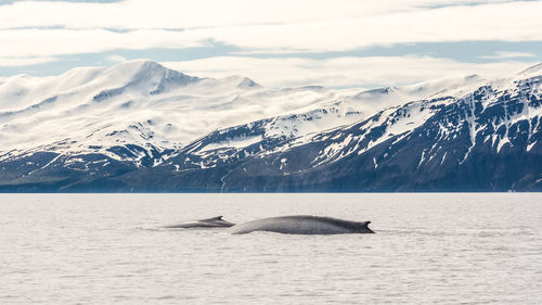 Whales swimming in sea against snowcapped mountains