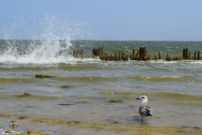 Bird perching on sea against clear sky