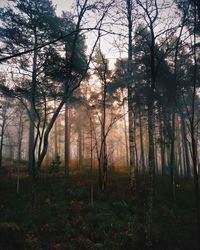 Trees in forest against sky