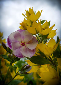 Close-up of yellow flowering plant against sky