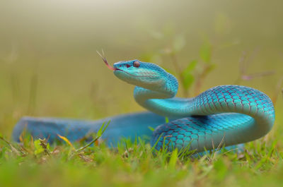 Close-up of turquoise snake on grassy field