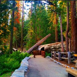 Footbridge in forest