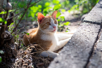 Portrait of a cat