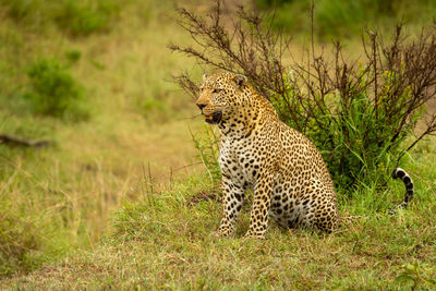 Leopard sits on grass with open mouth