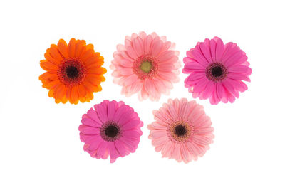 Close-up of pink flowers against white background