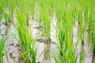 Close-up of crops growing in field