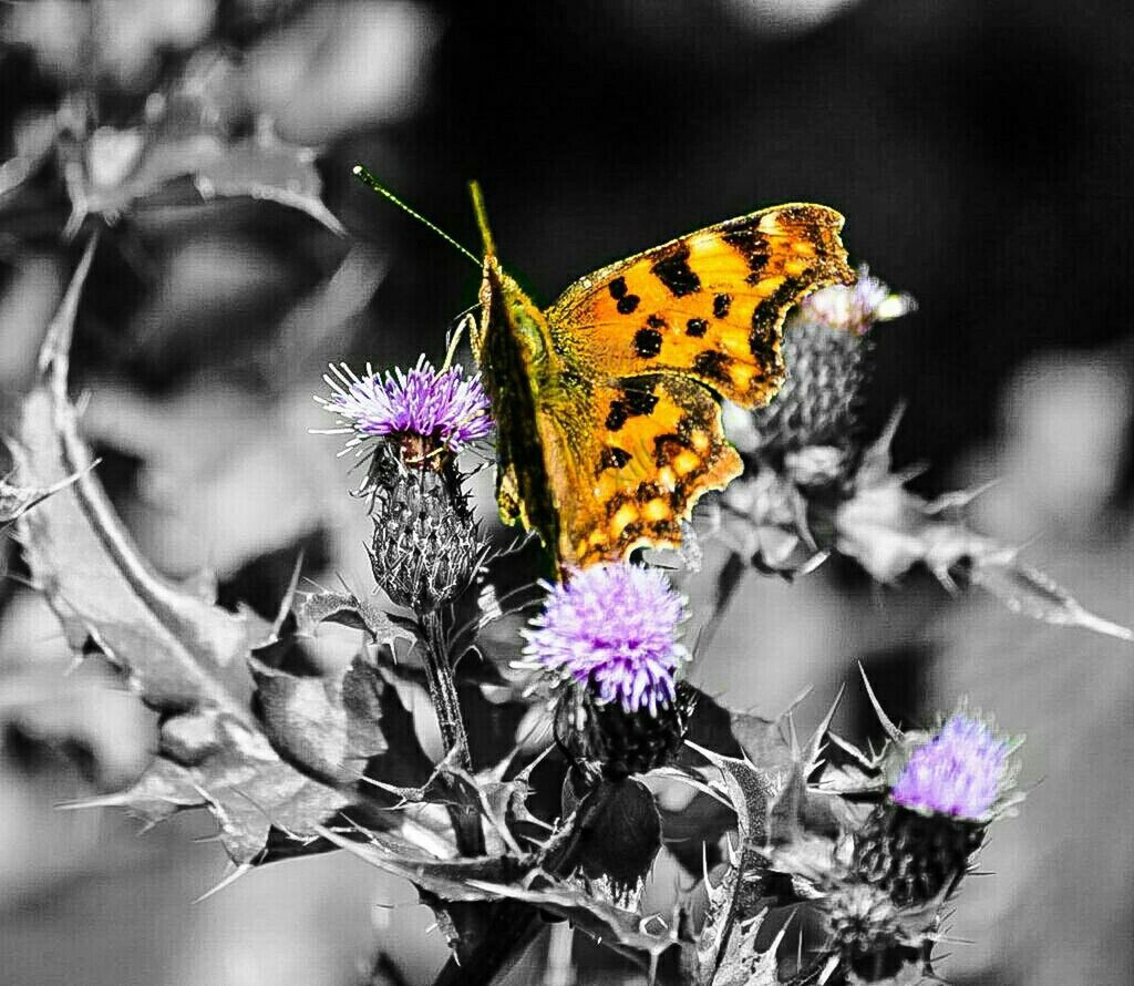 flower, one animal, insect, animals in the wild, animal themes, wildlife, fragility, butterfly - insect, freshness, close-up, petal, beauty in nature, purple, focus on foreground, butterfly, plant, pollination, nature, flower head, growth