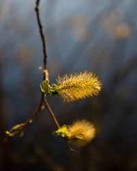 Close-up of yellow flowering plant