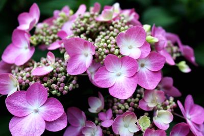 Close-up of pink flowers